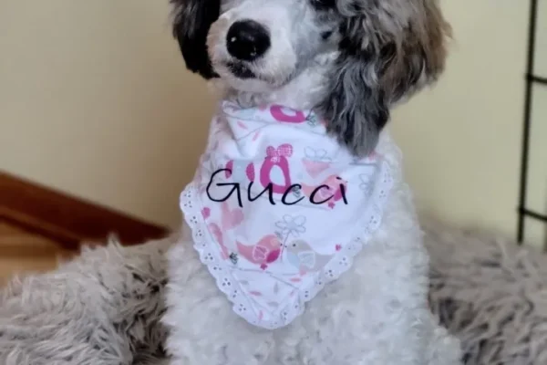 Gucci3