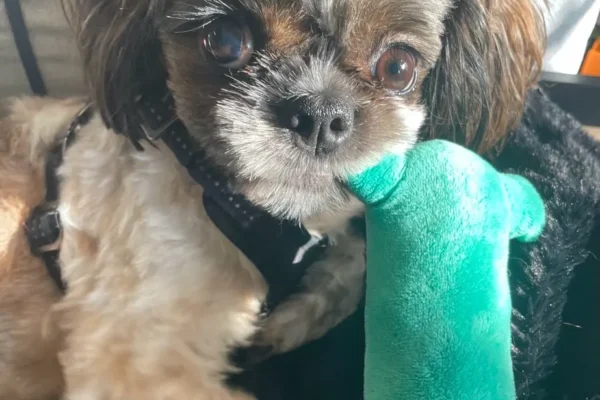 Maisie2